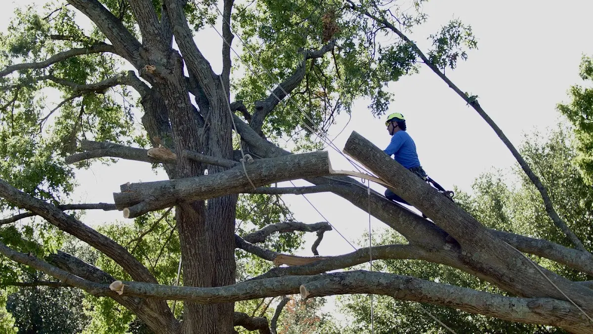 Professional Crown Thinning performed by certified arborists in Ashburn
